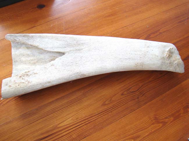 A large 19th century Sperm Whale jawbone section measuring 27 1/2" long — image 2